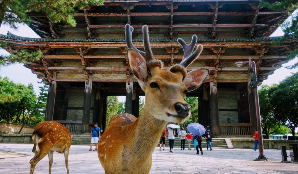 Japán, Nara